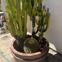 Golden Barrel & Abyssinian Spurge Cactus Succulent