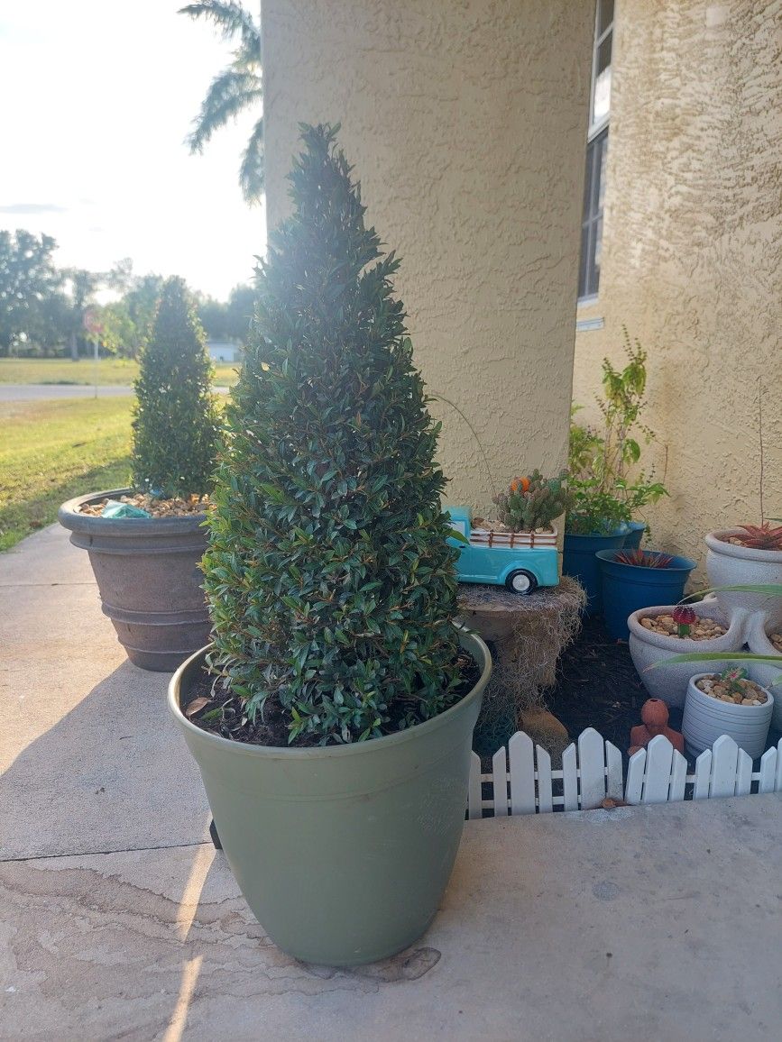 Eugenia Plants In  decorative Pots