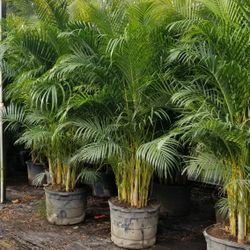Palms 6 To 8ft Tall Great For privacy Delivered And Planted