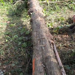 Cedar Logs 
