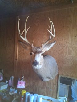 Taxidermy  Deer  Mounts