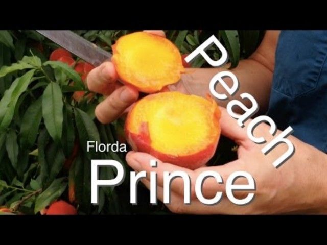 Tropical Peaches Grafted Trees 3gal Arboles De Durazno Melocoton Injertados 3gal 