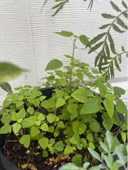 Planta de Olorosos/chichiuaches