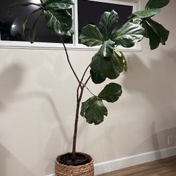 Fiddle-leaf Fig + Basket
