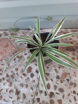 Spider plant