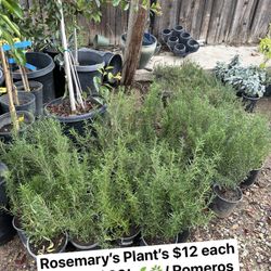 Rosemary’s Plant’s $12 each !🌱🪴/ Romeros $12🪴🌱