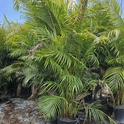 Arecas Over 8 Feet Tall Instant Privacy Hedge For Fence