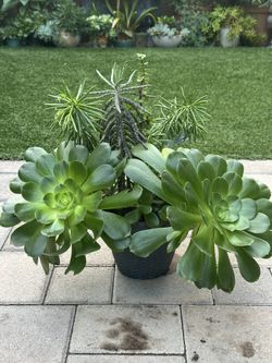 Assorted Succulent Plants 