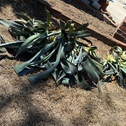 Blue Agave Succulents