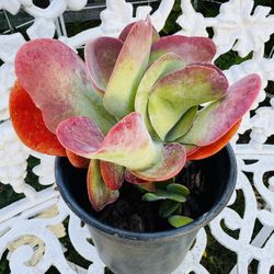 Flapjack Succulent Plan - Easy To Grow 