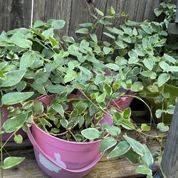 Tri-colored Hanging Plants/vine in A Gallon Plastic Pots