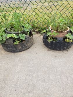Planters With  strawberries and flowers