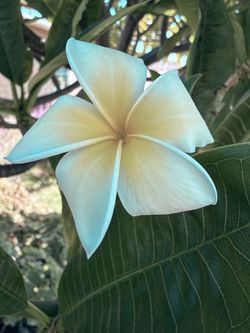Yellow and white plumeria plants