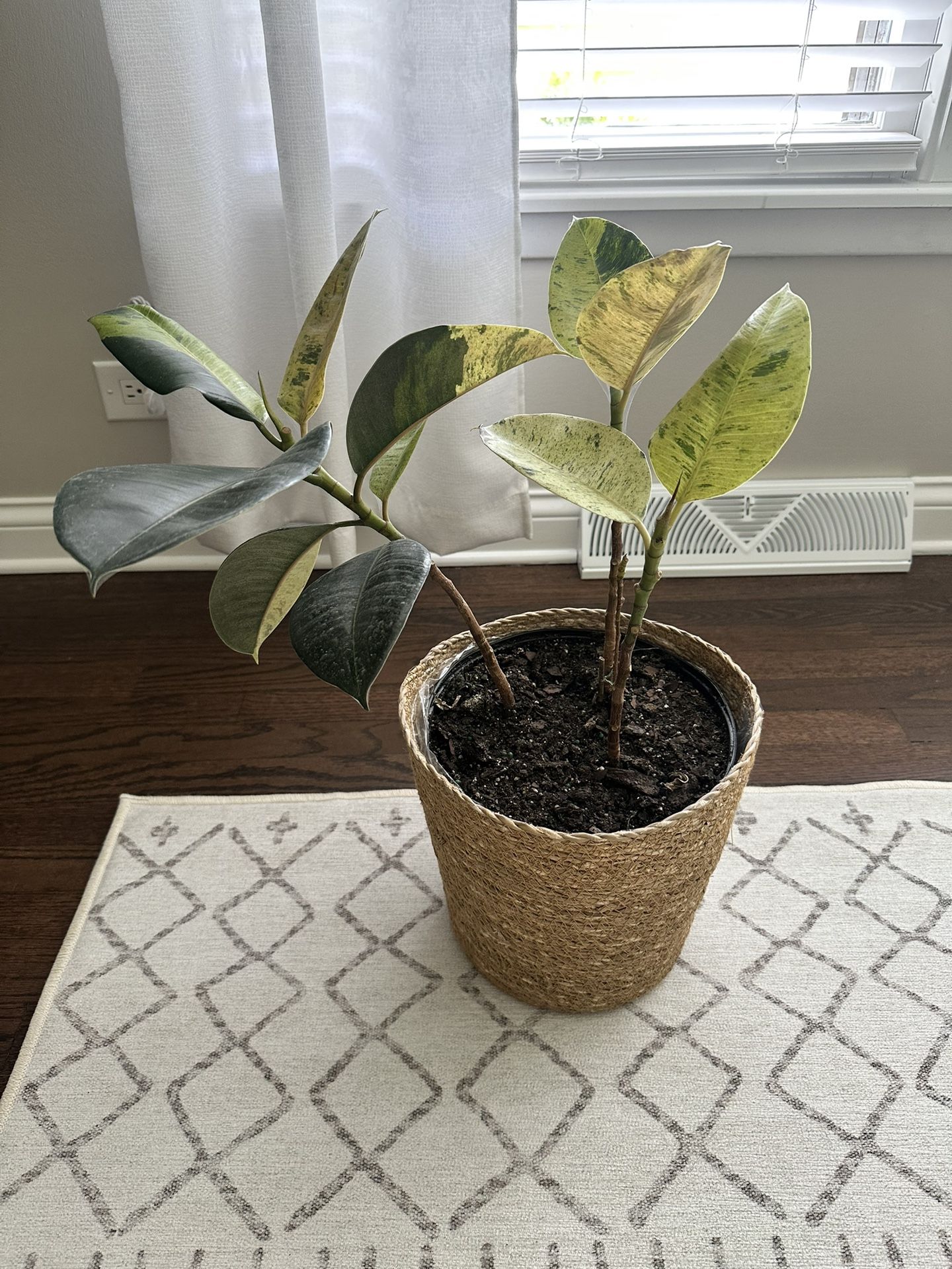 Ficus elastica (Rubber Plant) w/plant Pot