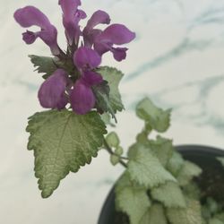 Orchid Frost Lamium (Out/In Door Life Plant)