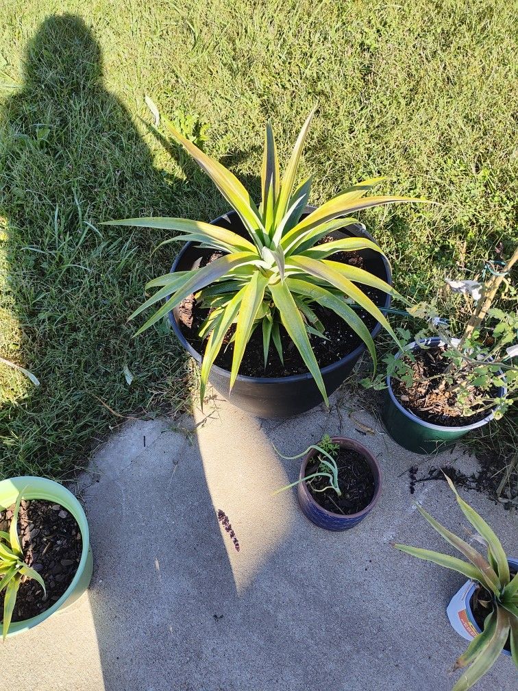 Pineapple Plant