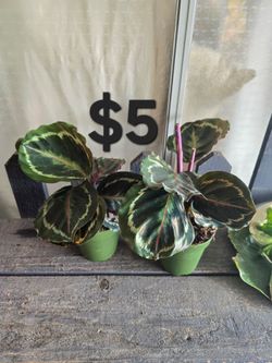 Calathea