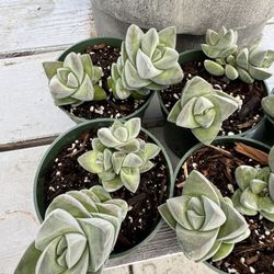 Succulents $5 Each 4” Pot