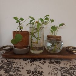 Plants On Wood Tray With Beautiful Handwork Of Brass
