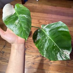 Monstera Albo Borsigiana Plant