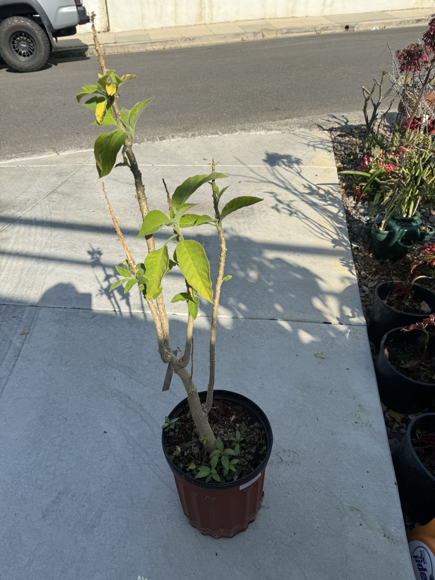 4 - 5 Ft Tall Angel Trumpet Plants