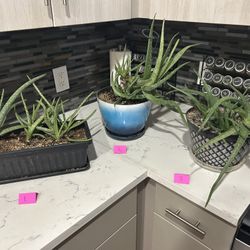 Aloe Vera Plants