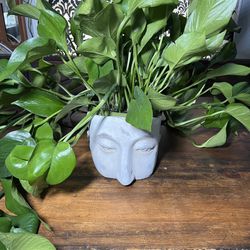 Head Pot Planter Gift Plants Decor Outdoor Indoor  Center Piece Recuerdos Weddings Quinceanera