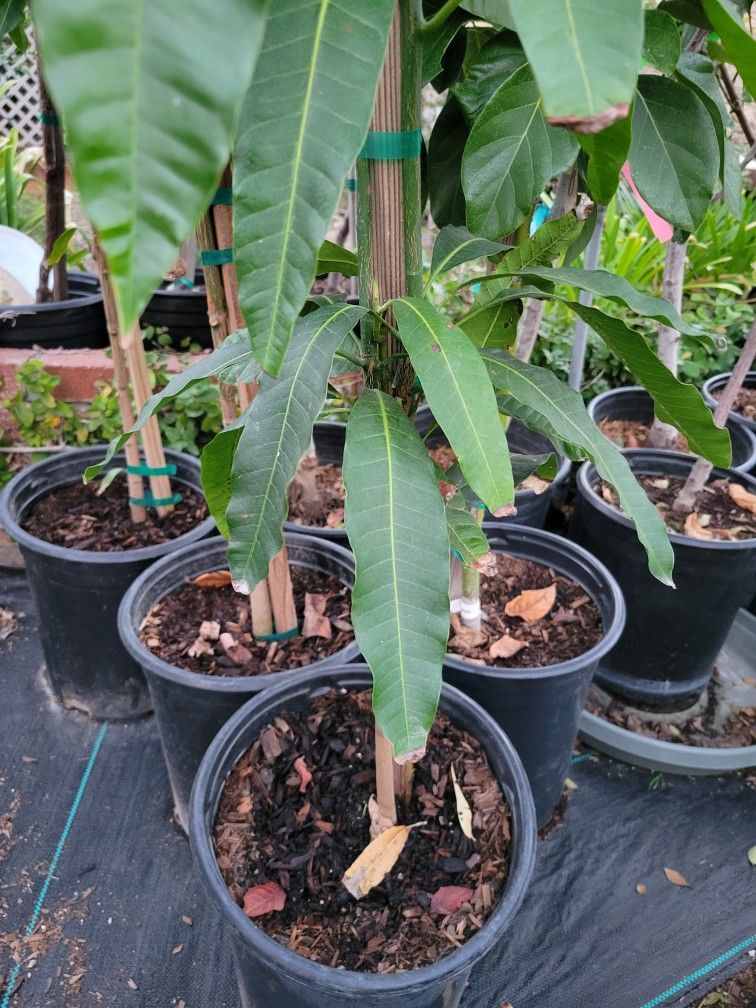 Grafted Mango Tree