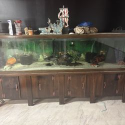 8’long Aquarium W Everything In It