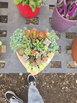 Mothers day succulent arrangement