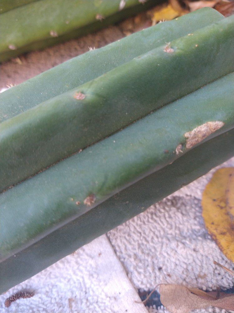 San Pedro Cactus Trichocereus Pachanoi