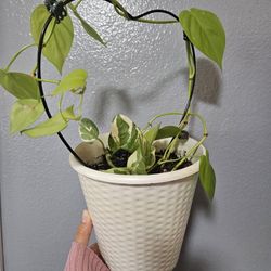 Starter Plants