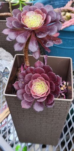 Repoting plants (succulents)