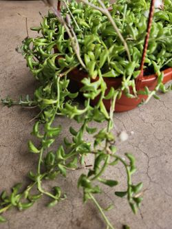 string of dolphin succulent 