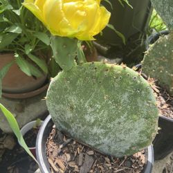 Prickly Pear Cactus 