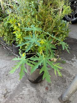 Guamuchil papaya pitahaya durazno nísperos y más plantas