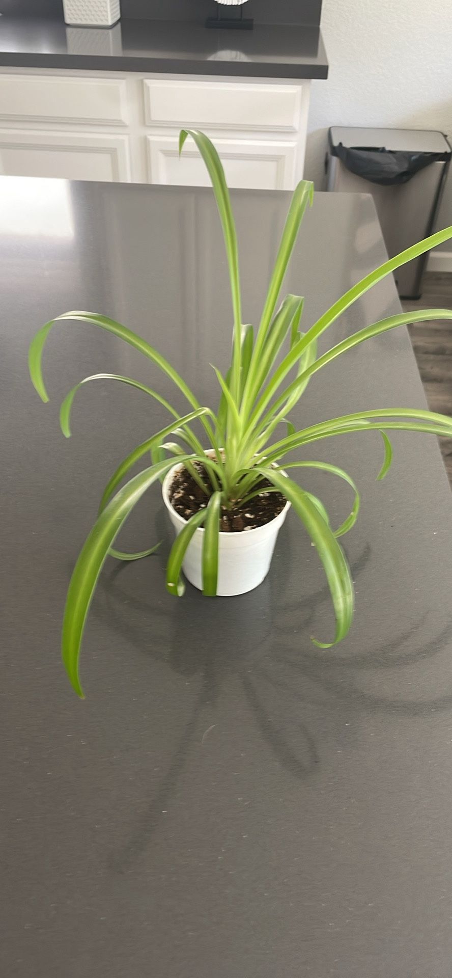 LIVE Spider Plant 🪴