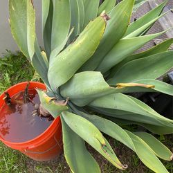 Large Agave Plant