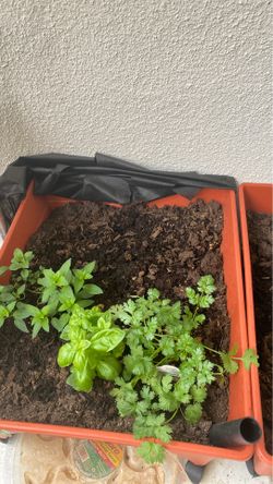 Plants a garden