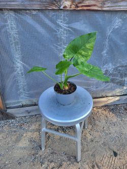 Elephant Ear Plant 6" Nursery Pot