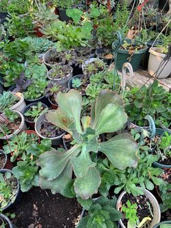 Large succulent plant