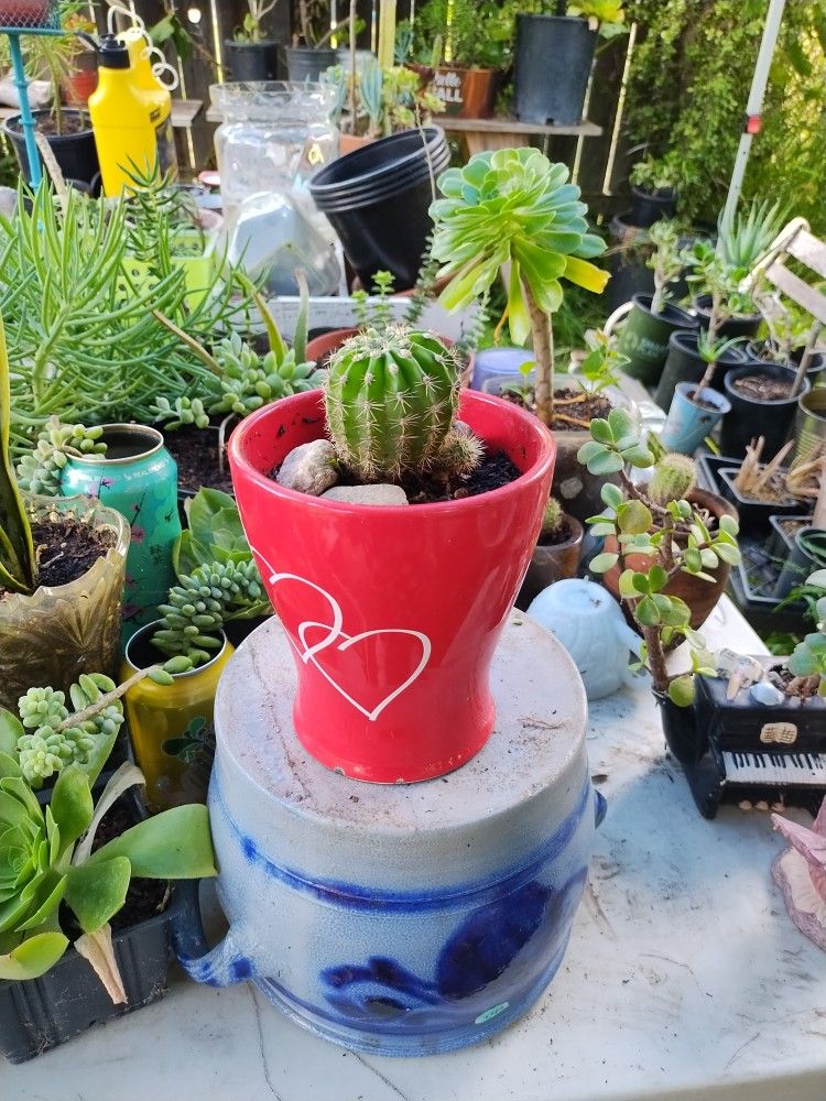 Easter Lily Cactus Small Ceramic Pot