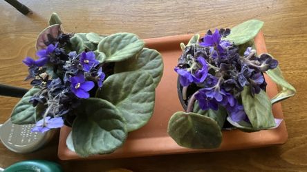 Violet Plant