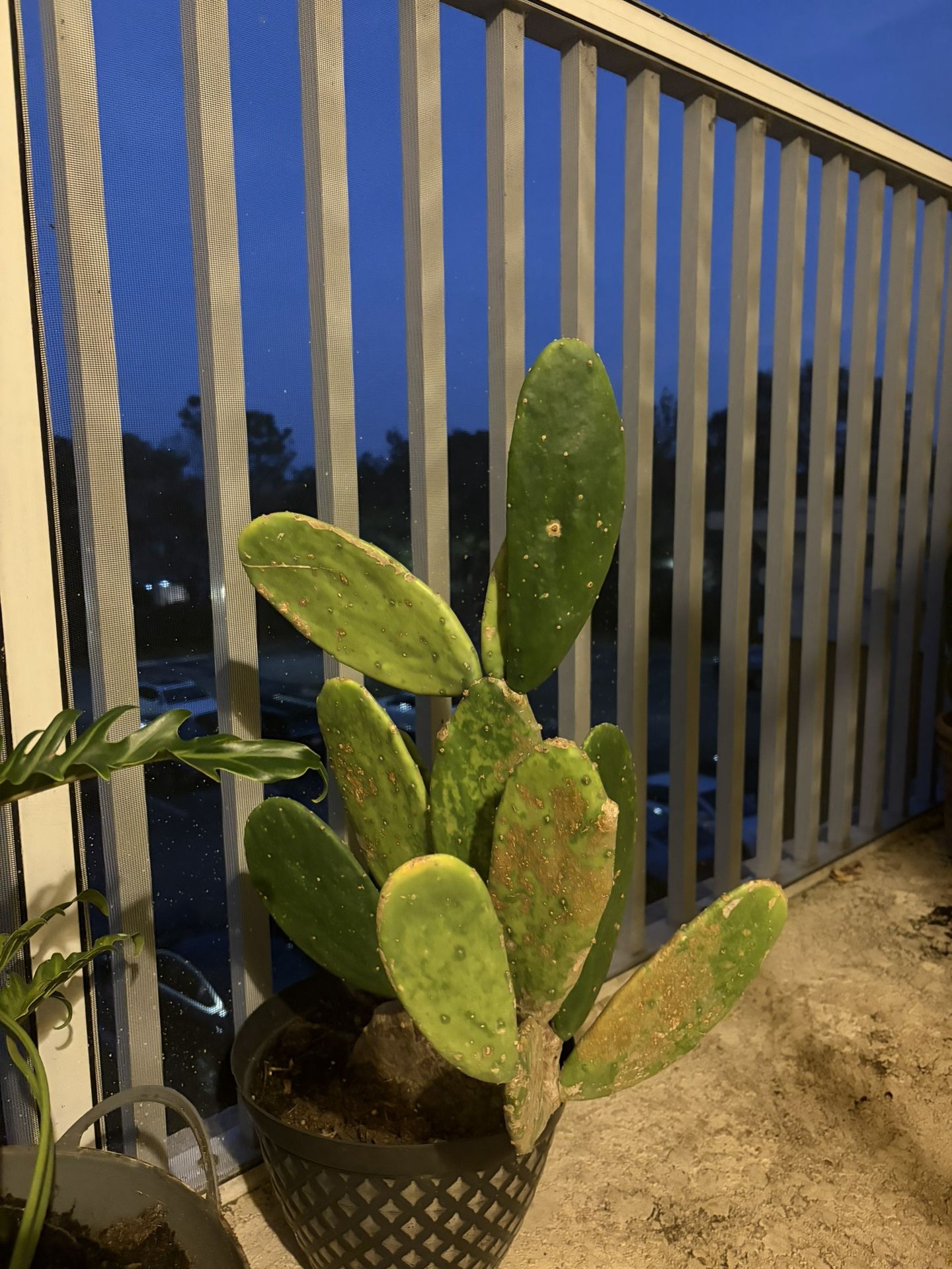 Cactus Plant
