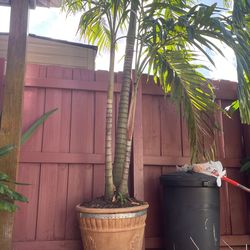 Two Palm Tree. Without The Pots For Sale