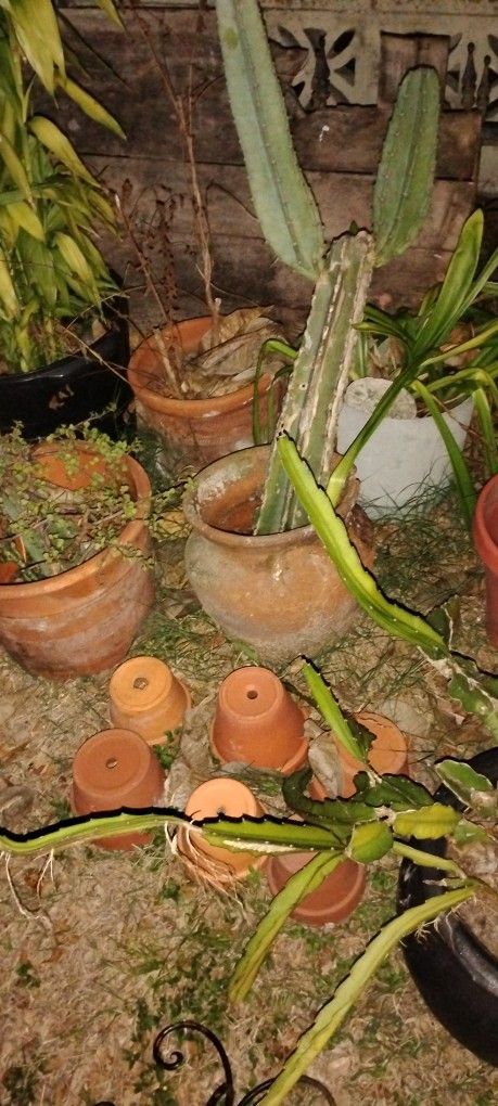 Moving, Plants+ Planters