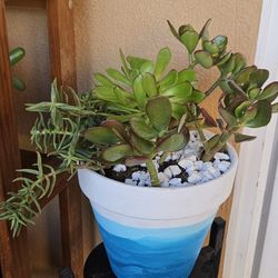 Plants Natural  JADE $5Each