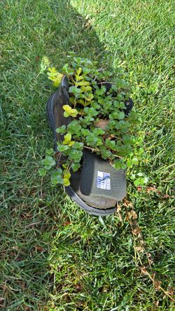 Old Shoes With Plants 