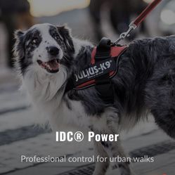 Julius K9 Dog Harness 