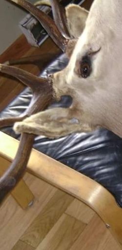 Taxidermy 5x5 Bull Elk